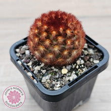 Load image into Gallery viewer, Mammillaria carmenae 'Feather Cactus' - John & Norma's Succulents Australia