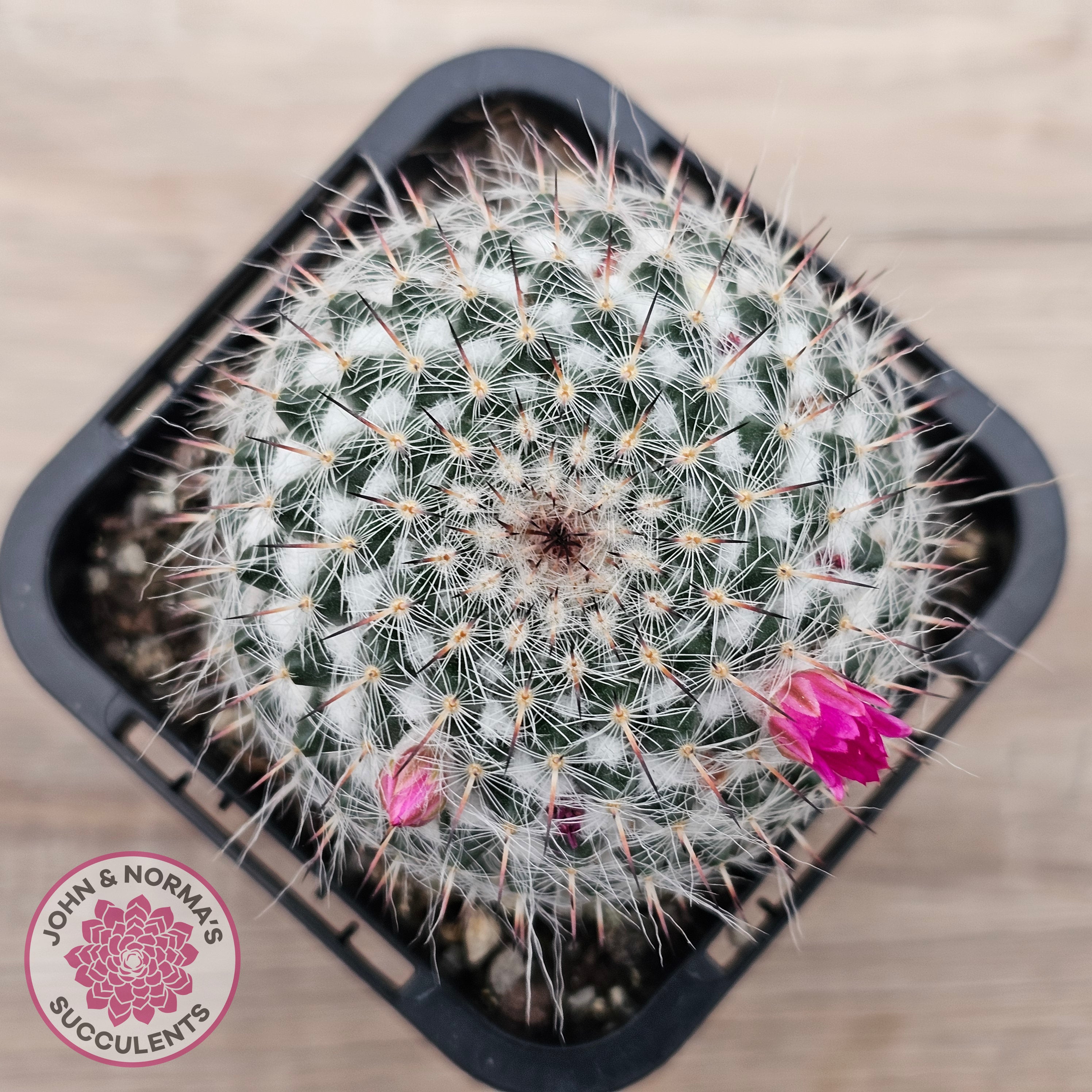 Buy Mammillaria hahniana ssp. woodsii Australia | Quality Succulent Plant   John & Norma's Succulents Australia