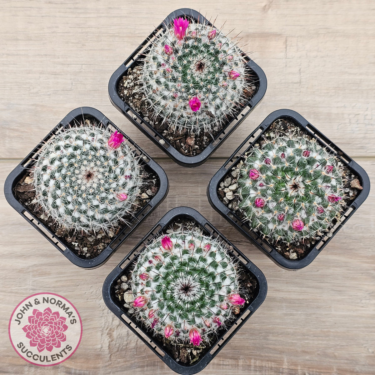 Mammillaria hahniana ssp. woodsii