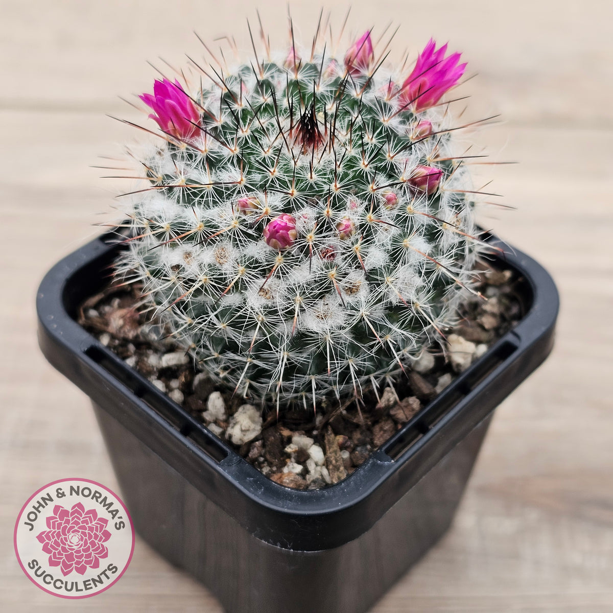Mammillaria hahniana ssp. woodsii