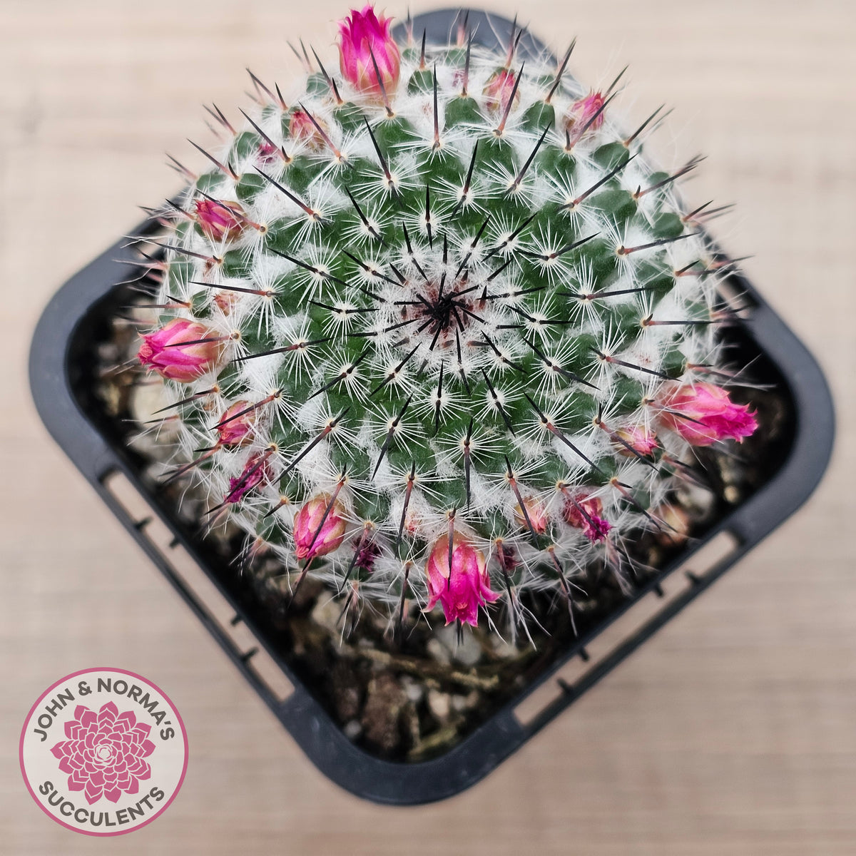 Mammillaria hahniana ssp. woodsii