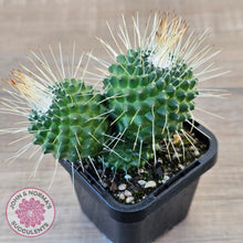 Load image into Gallery viewer, Mammillaria spinosissima cv. 'Spike'