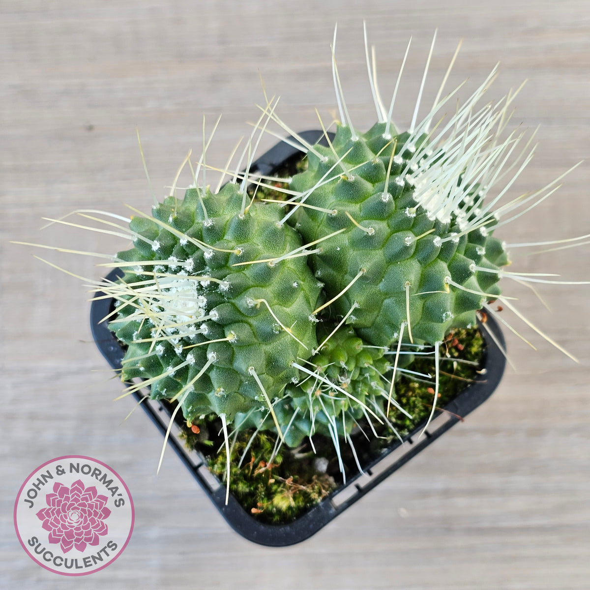 Mammillaria spinosissima cv. 'Spike'