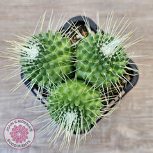 Load image into Gallery viewer, Mammillaria spinosissima cv. 'Spike'