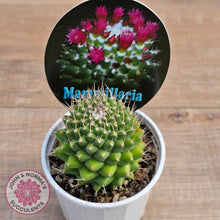 Load image into Gallery viewer, Mammillaria 'Toluca'