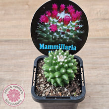Load image into Gallery viewer, Mammillaria 'Toluca'