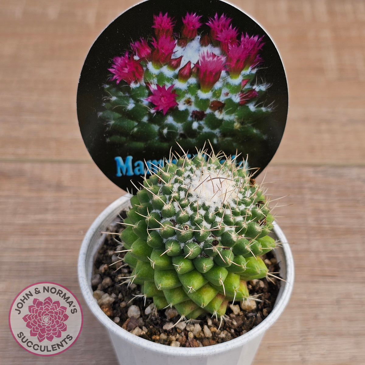 Mammillaria 'Toluca'