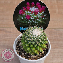 Load image into Gallery viewer, Mammillaria 'Toluca'