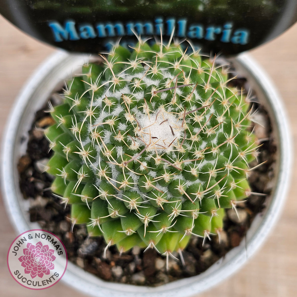 Mammillaria 'Toluca'