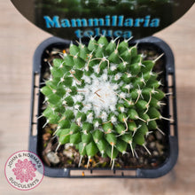 Load image into Gallery viewer, Mammillaria 'Toluca'