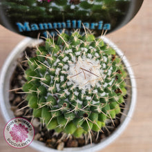 Load image into Gallery viewer, Mammillaria 'Toluca'