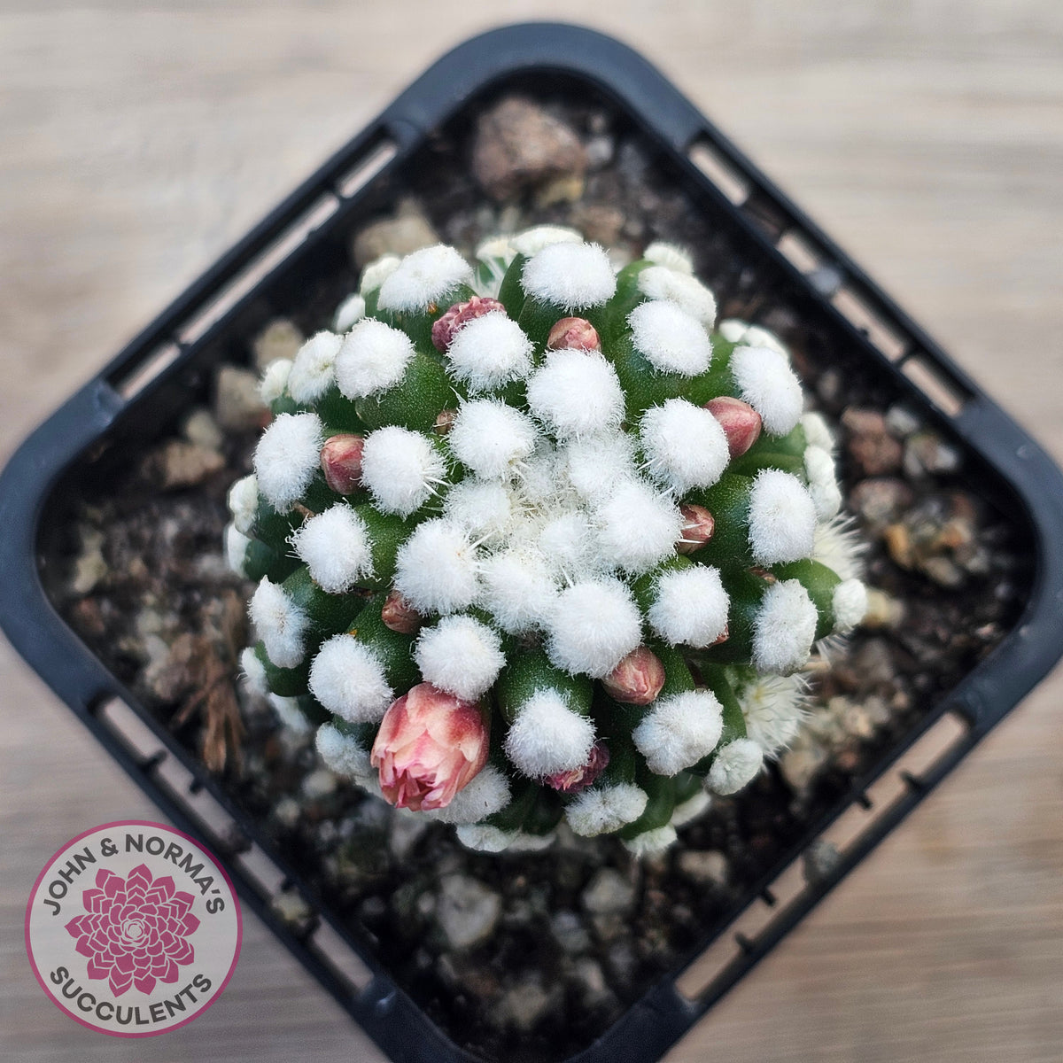 Mammillaria vetula cv. 'Orunga'