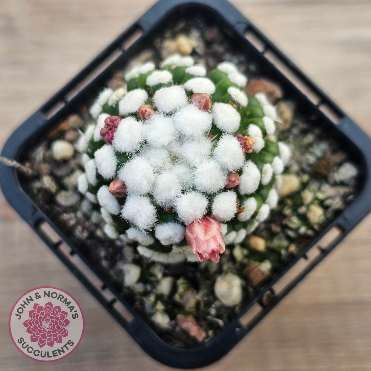 Mammillaria vetula cv. 'Orunga'