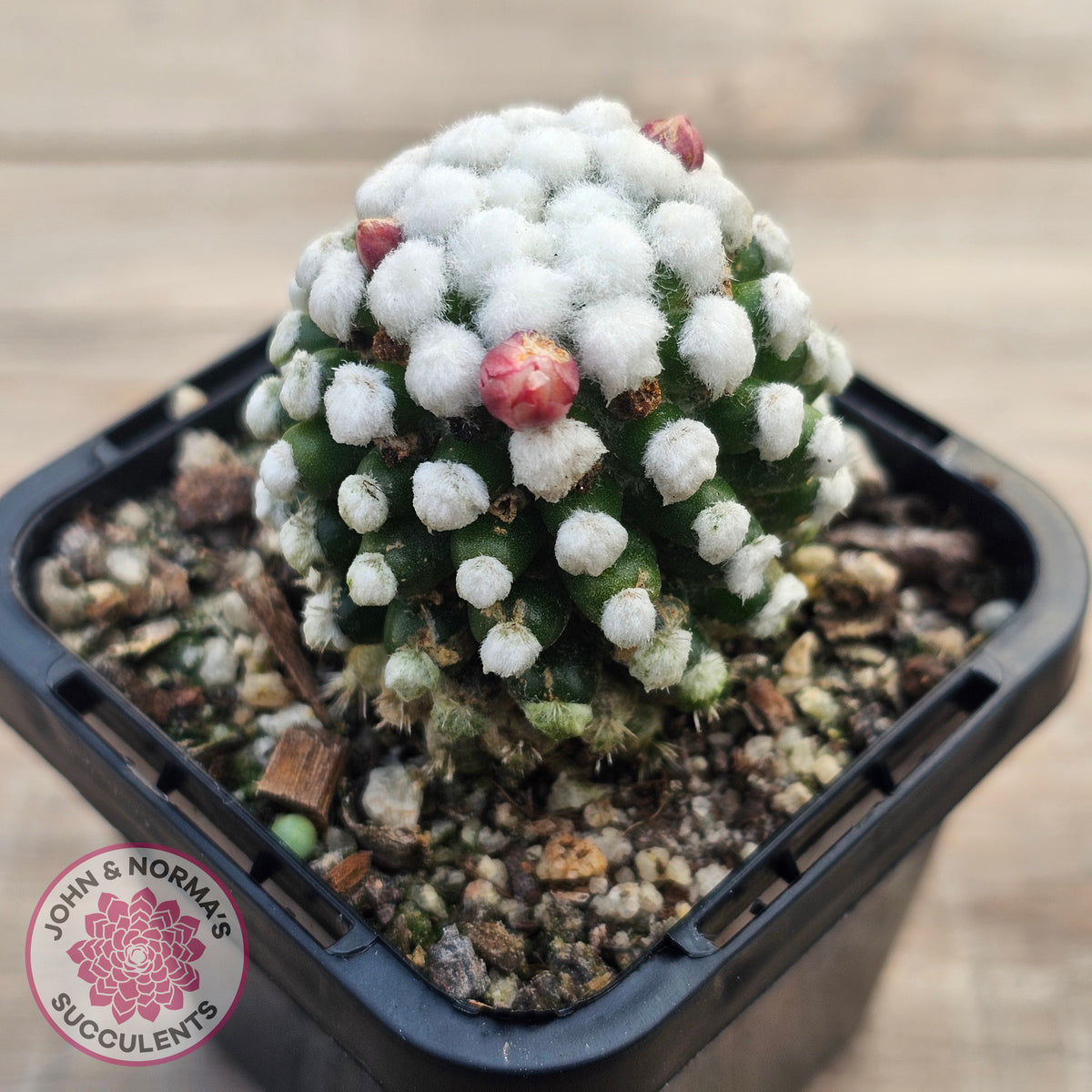 Mammillaria vetula cv. 'Orunga'