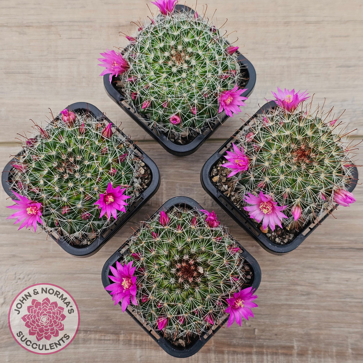 Mammillaria zeilmaniana