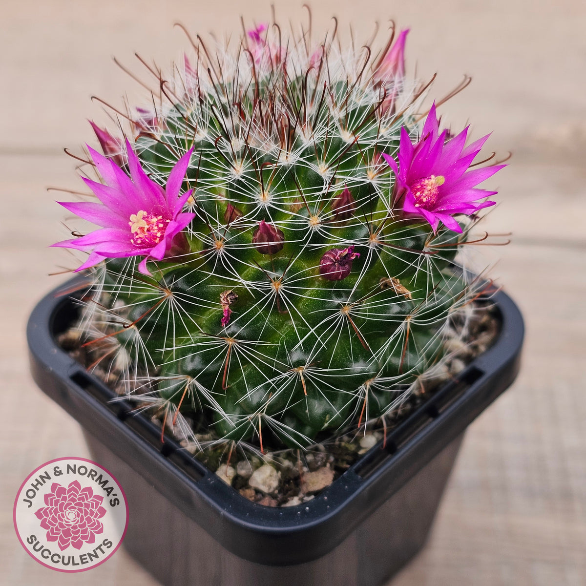 Mammillaria zeilmaniana
