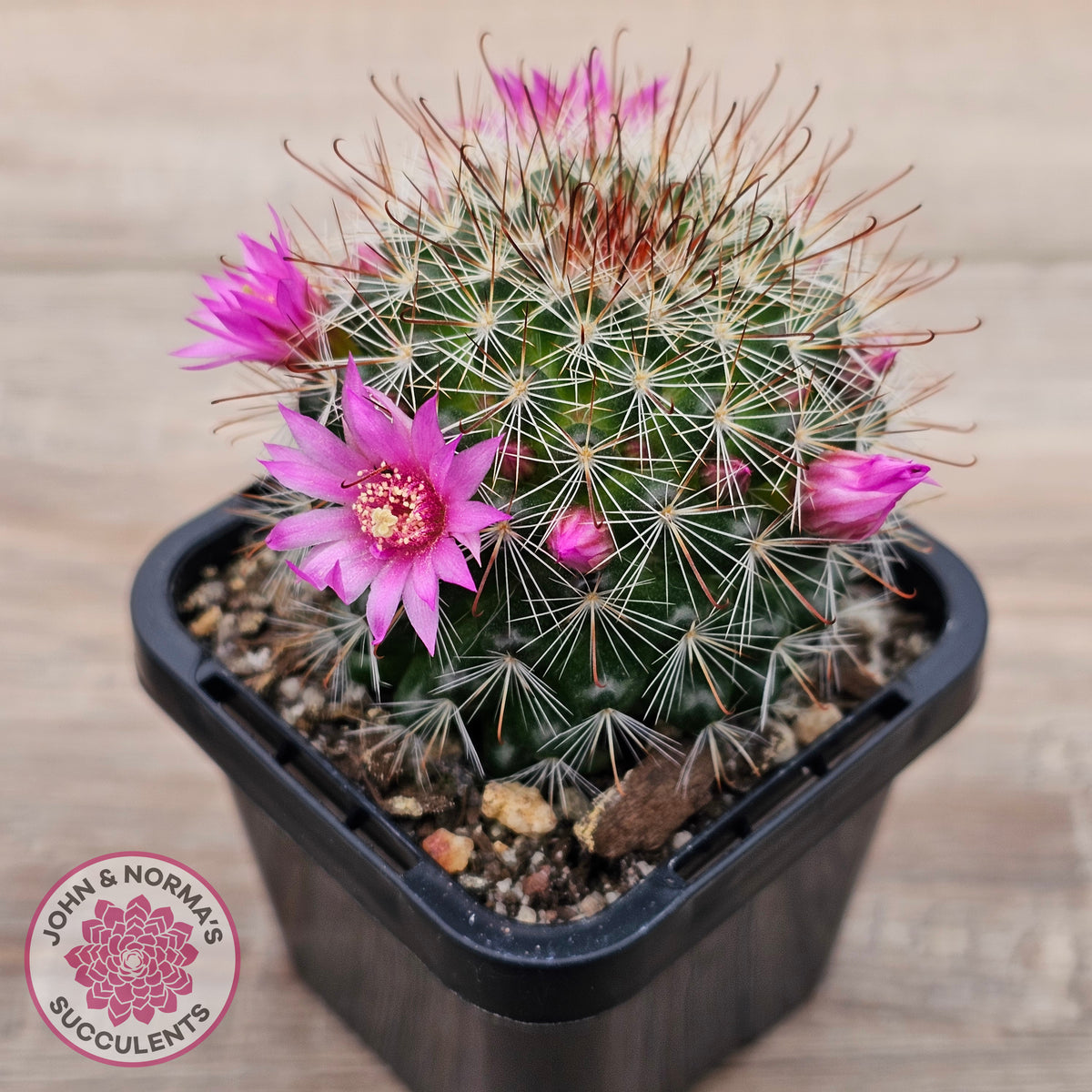 Mammillaria zeilmaniana