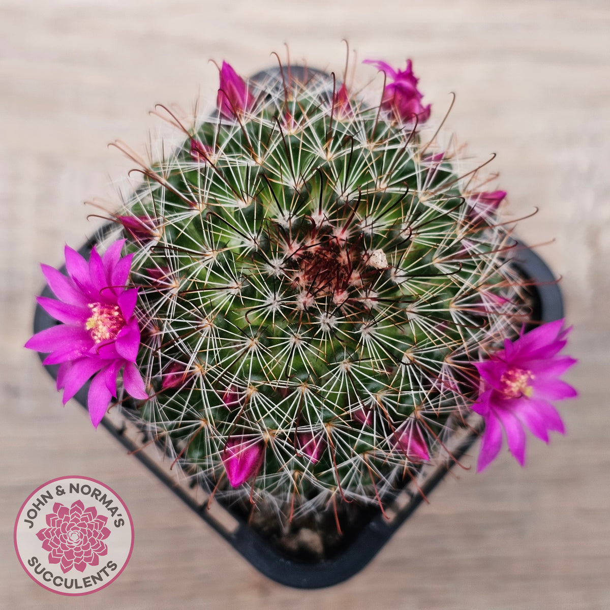 Mammillaria zeilmaniana