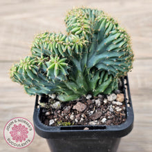 Load image into Gallery viewer, Myrtillocactus geometrizans f. cristata