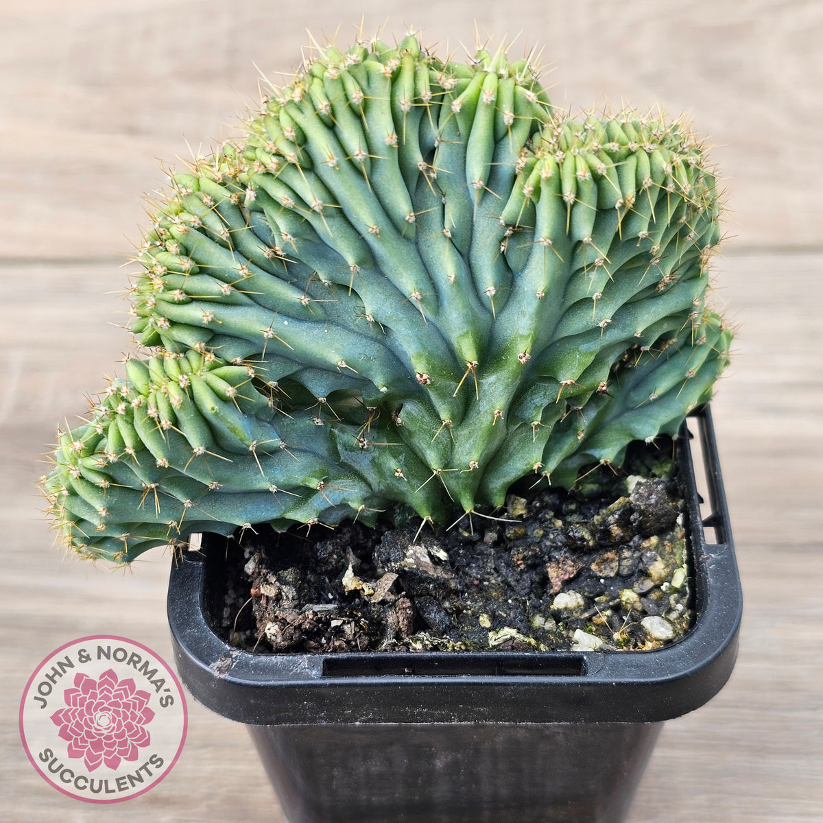 Myrtillocactus geometrizans f. cristata