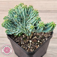 Load image into Gallery viewer, Myrtillocactus geometrizans f. cristata (Large)