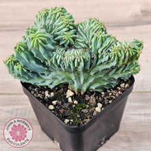 Load image into Gallery viewer, Myrtillocactus geometrizans f. cristata (Large)