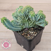 Load image into Gallery viewer, Myrtillocactus geometrizans f. cristata (Large)