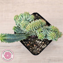 Load image into Gallery viewer, Myrtillocactus geometrizans f. cristata (Large)