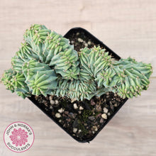 Load image into Gallery viewer, Myrtillocactus geometrizans f. cristata (Large)