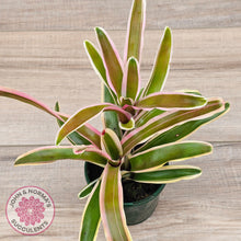 Load image into Gallery viewer, Neoregelia 'Fireball Variegata'