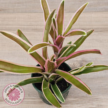 Load image into Gallery viewer, Neoregelia 'Fireball Variegata'