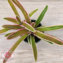 Load image into Gallery viewer, Neoregelia 'Fireball Variegata'