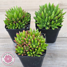 Load image into Gallery viewer, Orostachys erubescens 'Tume - Renge' (multi)