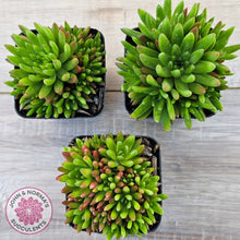 Load image into Gallery viewer, Orostachys erubescens 'Tume - Renge' (multi)