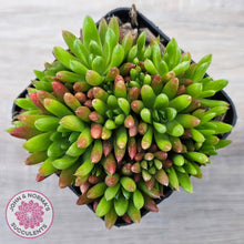 Load image into Gallery viewer, Orostachys erubescens 'Tume - Renge' (multi)