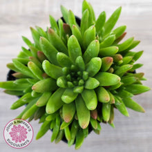 Load image into Gallery viewer, Orostachys erubescens 'Tume - Renge' (multi)