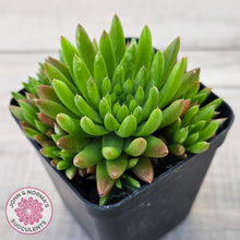 Load image into Gallery viewer, Orostachys erubescens 'Tume - Renge' (multi)