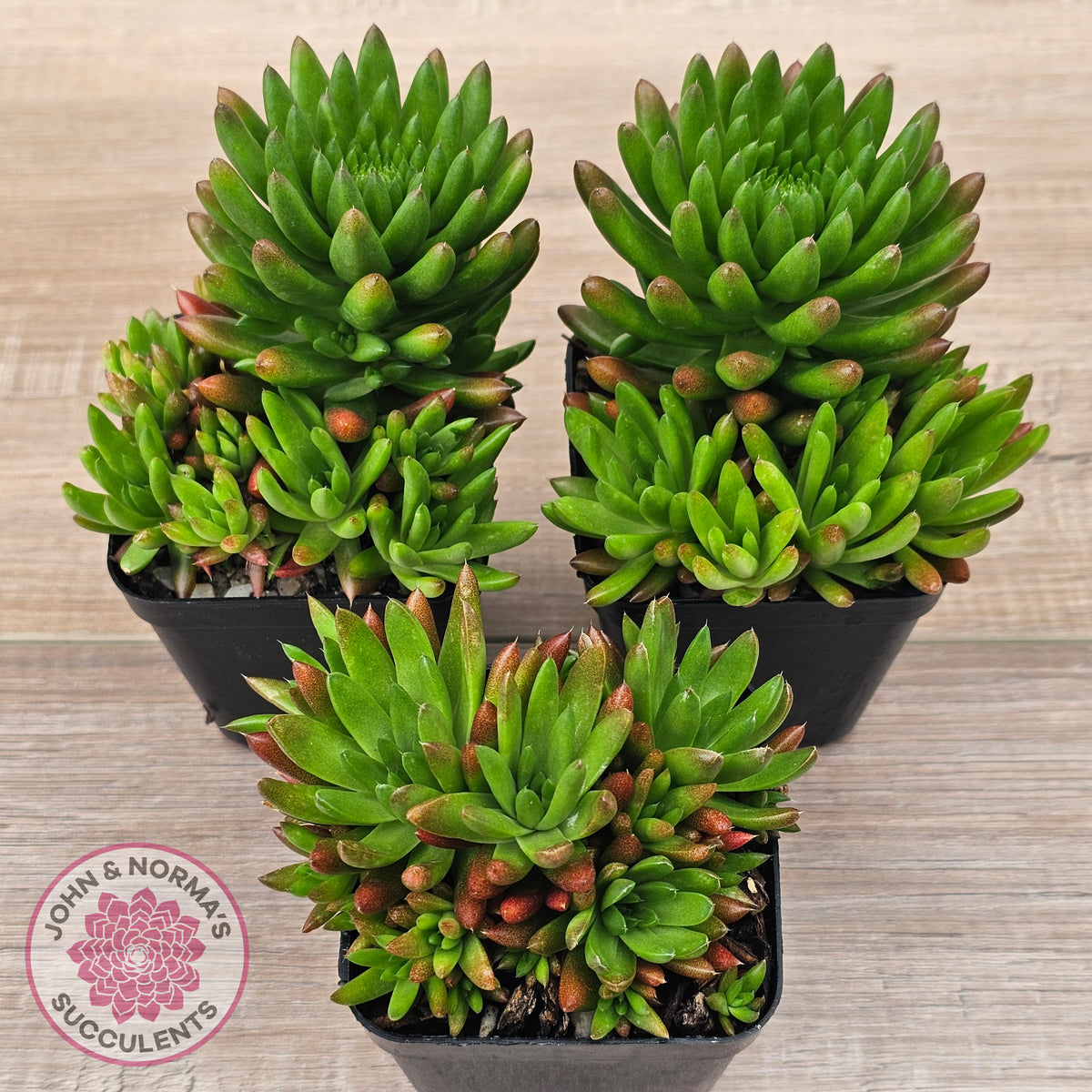 Orostachys erubescens 'Tume - Renge' (multi)