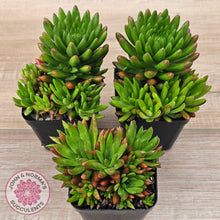 Load image into Gallery viewer, Orostachys erubescens 'Tume - Renge' (multi)