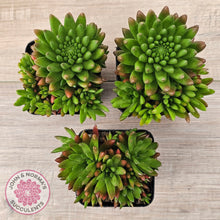 Load image into Gallery viewer, Orostachys erubescens 'Tume - Renge' (multi)