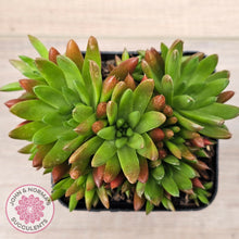 Load image into Gallery viewer, Orostachys erubescens 'Tume - Renge' (multi)