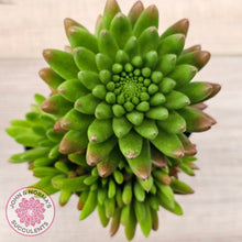 Load image into Gallery viewer, Orostachys erubescens 'Tume - Renge' (multi)
