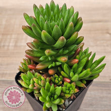 Load image into Gallery viewer, Orostachys erubescens 'Tume - Renge' (multi)