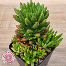 Load image into Gallery viewer, Orostachys erubescens 'Tume - Renge'