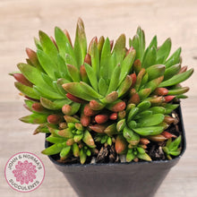 Load image into Gallery viewer, Orostachys erubescens 'Tume - Renge' (multi)