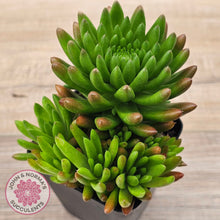 Load image into Gallery viewer, Orostachys erubescens 'Tume - Renge' (multi)