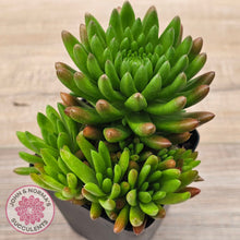 Load image into Gallery viewer, Orostachys erubescens 'Tume - Renge'