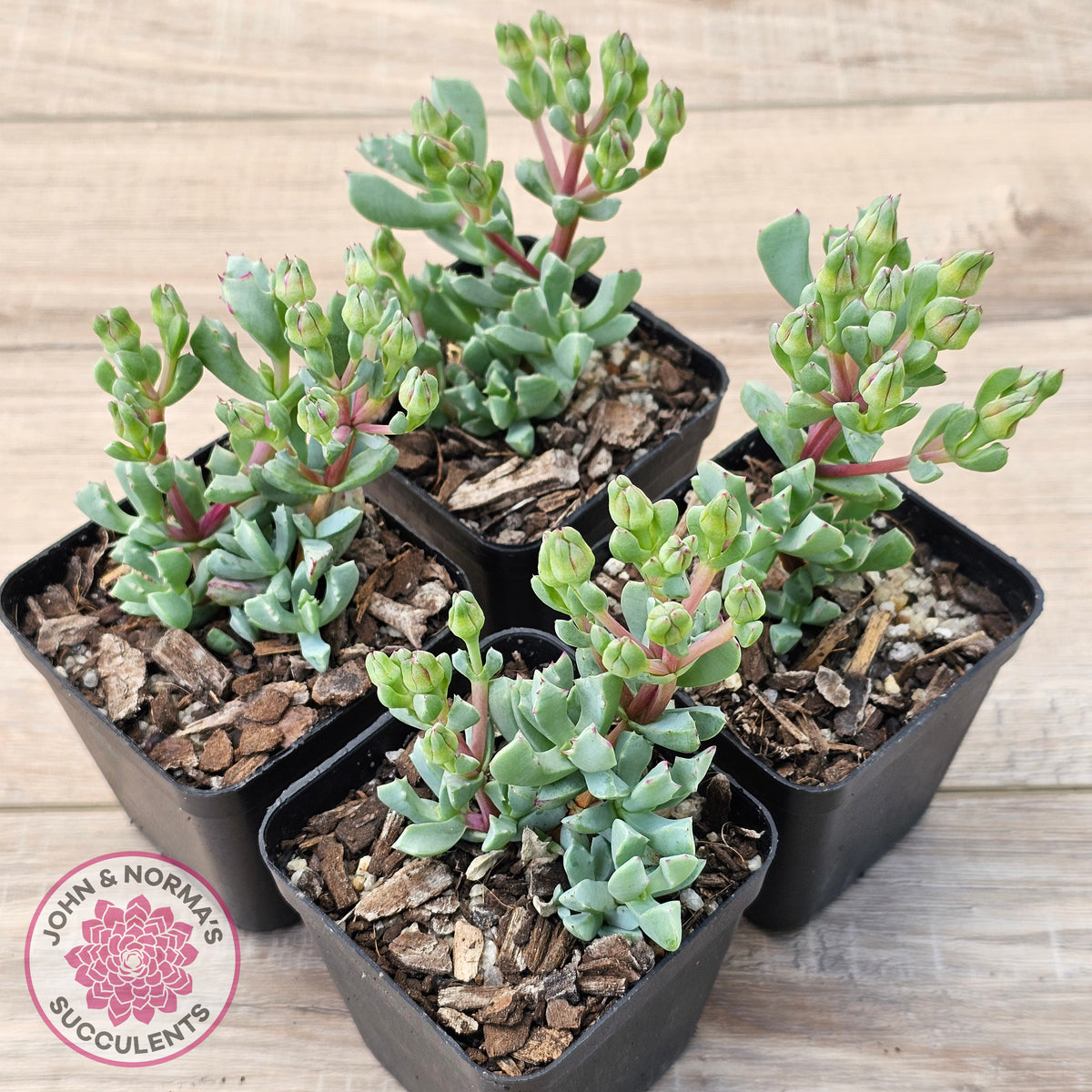 oscularia succulent Buy Oscularia deltoides Australia