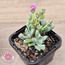 Load image into Gallery viewer, Oscularia deltoides (in bud)