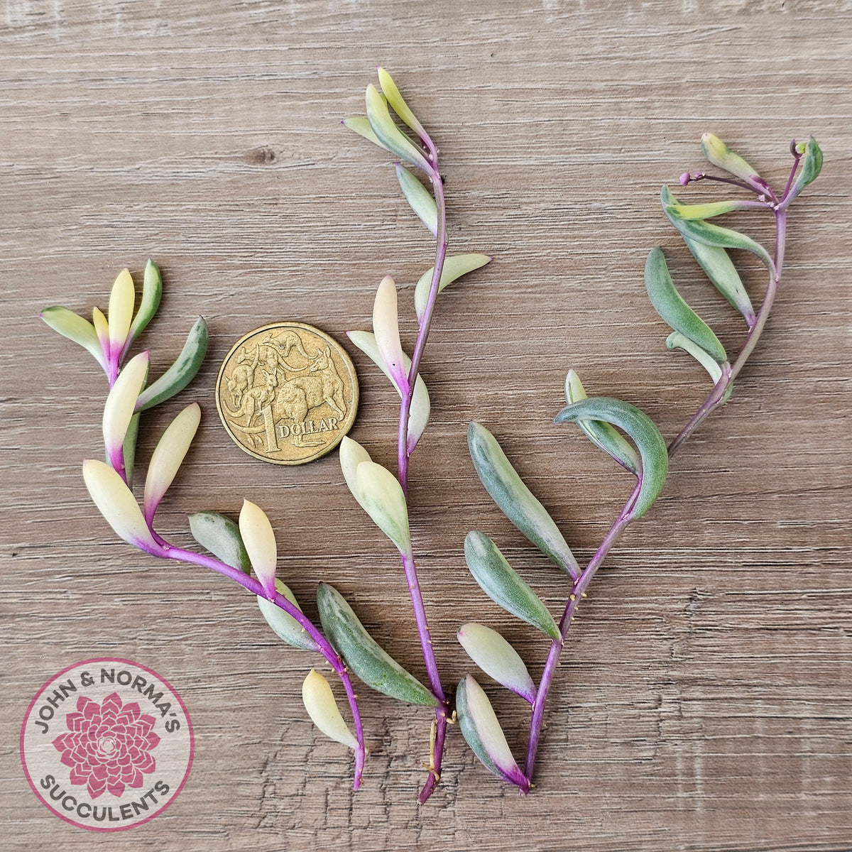 Othonna capensis variegated 'Opal Necklace' Cuttings
